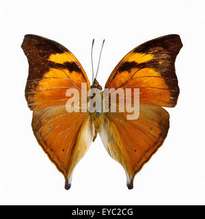 Orange Schmetterling, Herbstblatt Schmetterling Nymphalid Schmetterling (Doleschallia Bisaltide), isoliert auf weißem Hintergrund Stockfoto