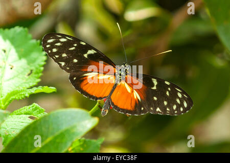 Heliconius Aigeus, Tiger Longwing Schmetterling, Monteverde, Costa Rica Stockfoto