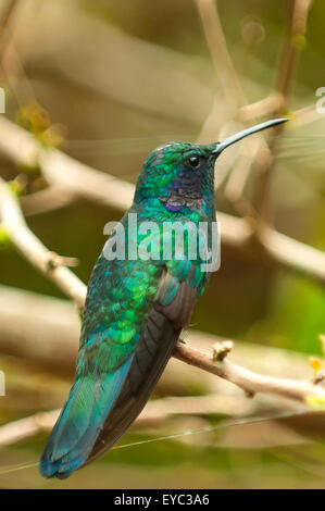 Grünes violett-eared Kolibri, La Paz Wasserfall Gärten, costarica Stockfoto