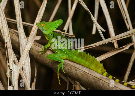 Basiliskos Plumifrons, Green Basilisk Eidechse, Tortuguero, Costa Rica Stockfoto