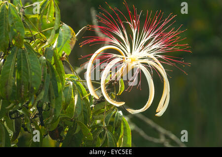 Pachira Aquatica, Malabar Kastanie, Tortuguero, Costa Rica Stockfoto