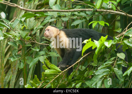 Cebus Albifrons, White-faced Capuchin Affen, Tortuguero, Costa Rica Stockfoto
