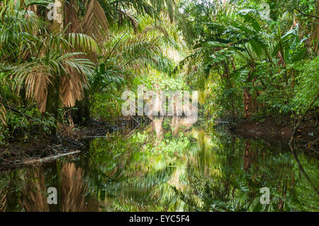 Kanal Reflexionen, Tortuguero, Costa Rica Stockfoto