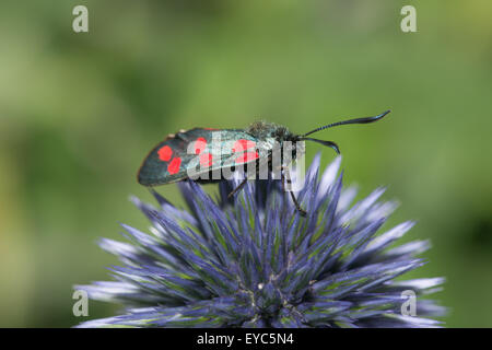 Tag fliegen giftige sechs 6 gesichtet Burnet benötigen Erhaltung bestäuben und Trinken Nektar auf Globe thistle Stockfoto