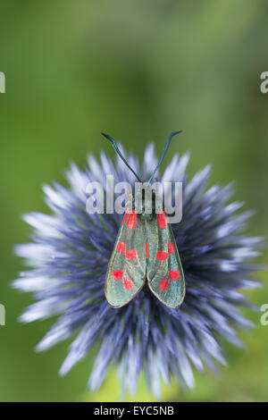 Tag fliegen giftige sechs 6 gesichtet Burnet benötigen Erhaltung bestäuben und Trinken Nektar auf Globe thistle Stockfoto