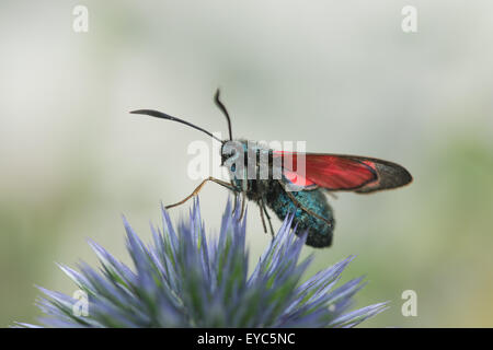 Tag fliegen giftige sechs 6 gesichtet Burnet benötigen Erhaltung bestäuben und Trinken Nektar auf Globe thistle Stockfoto