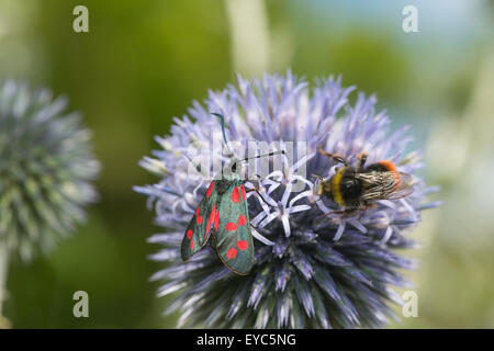 verschiedene Insektenarten Rot kippte Hummel und 6 entdeckt sechs Burnet Motten sammeln Nektar, die Verbreitung von Pollen auf Globe thistle Stockfoto