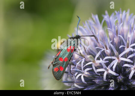 Tag fliegen giftige sechs 6 gesichtet Burnet benötigen Erhaltung bestäuben und Trinken Nektar auf Globe thistle Stockfoto