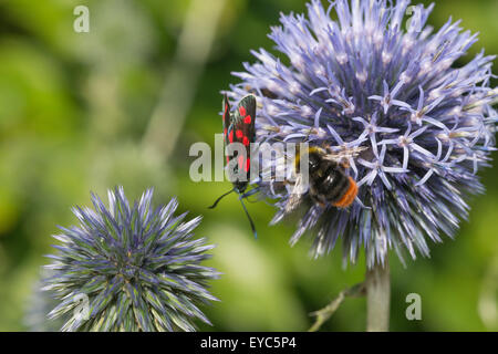 verschiedene Insektenarten Rot kippte Hummel und 6 entdeckt sechs Burnet Motten sammeln Nektar, die Verbreitung von Pollen auf Globe thistle Stockfoto