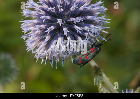 Tag fliegen giftige sechs 6 gesichtet Burnet benötigen Erhaltung bestäuben und Trinken Nektar auf Globe thistle Stockfoto