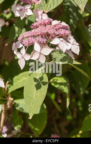 Japanische Hortensien Pflanze Blüte nah mit Massen von zarten rosa Blüten Stockfoto