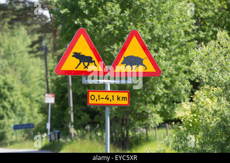 Warnung vor Wildschweinen und Elche auf der Straße Stockfoto