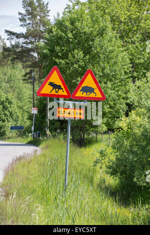 Warnung vor Wildschweinen und Elche auf der Straße Stockfoto