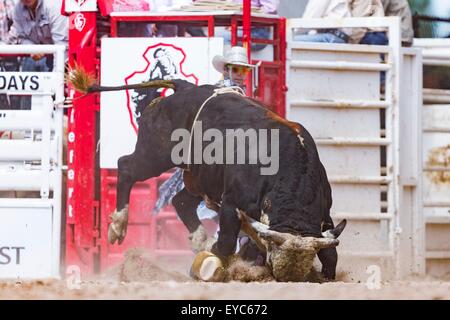 Cheyenne, Wyoming, USA. 26. Juli 2015. Bull Rider Lon Danley ist von einem Stier im Bull Riding Finale bei den Cheyenne Frontier Days Rodeo in Frontier Park Arena 26. Juli 2015 in Cheyenne, Wyoming aufspießen. Danley war unverletzt und ging aus der Arena. Stockfoto