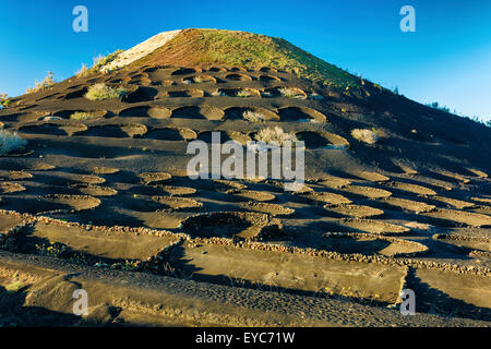Reben wachsen in vulkanischen Lapilli. La Geria Region. Lanzarote, Kanarische Inseln, Spanien, Europa. Stockfoto