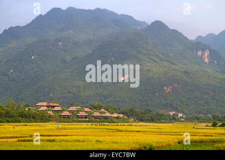 Reisfelder in der Nähe von Mai Chau Stockfoto