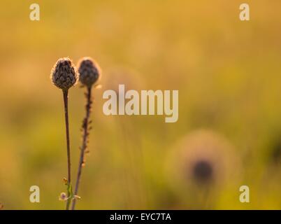 Schöne lila Distel Blume auf wilden unbebaute Feld wachsen. Stockfoto