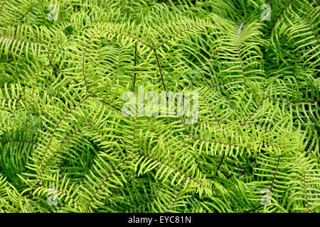 Waitekere Range Park, Auckland, Neuseeland Stockfoto