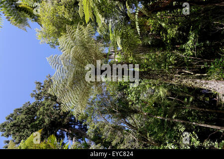 Waitekere Range Park, Auckland, Neuseeland Stockfoto