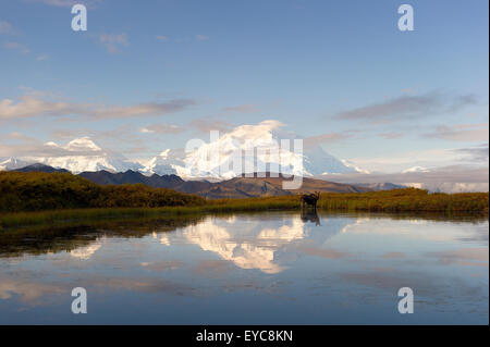 Denali im See spiegeln, Elch (alces alces) im Wasser, Denali Nationalpark, Healy, Alaska, USA Stockfoto