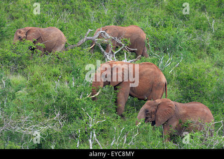 Eine Gruppe von afrikanischen Elefanten (Loxodonta Africana) Fütterung auf einem Hügel, Tsavo West, Kenia Stockfoto