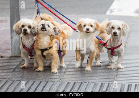 Bildserie zeigt Hunde animierte Ausdrücke und Reaktionen, wie sie für Eigentümer außerhalb Shop warten. Suche ajd 123 alle Bilder zu sehen. Stockfoto