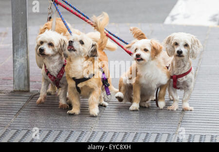 Bildserie zeigt Hunde animierte Ausdrücke und Reaktionen, wie sie für Eigentümer außerhalb Shop warten. Suche ajd 123 alle Bilder zu sehen. Stockfoto