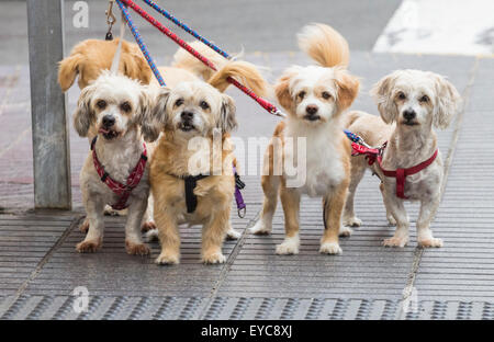 Bildserie zeigt Hunde animierte Ausdrücke und Reaktionen, wie sie für Eigentümer außerhalb Shop warten. Suche ajd 123 alle Bilder zu sehen. Stockfoto