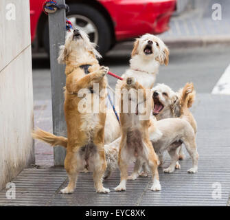 Bildserie zeigt Hunde animierte Ausdrücke und Reaktionen, wie sie für Eigentümer außerhalb Shop warten. Suche ajd 123 alle Bilder zu sehen. Stockfoto