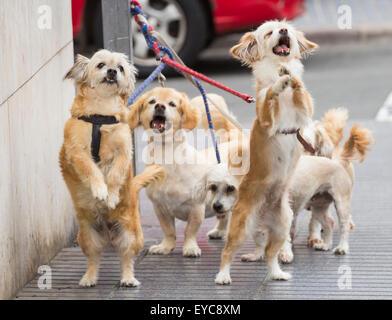 Bildserie zeigt Hunde animierte Ausdrücke und Reaktionen, wie sie für Eigentümer außerhalb Shop warten. Suche ajd 123 alle Bilder zu sehen. Stockfoto