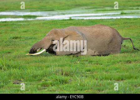 Afrikanischer Bush Elefant (Loxodonta Africana), stehend in den Sumpf und Essen grass, Amboseli Nationalpark, Kenia Stockfoto