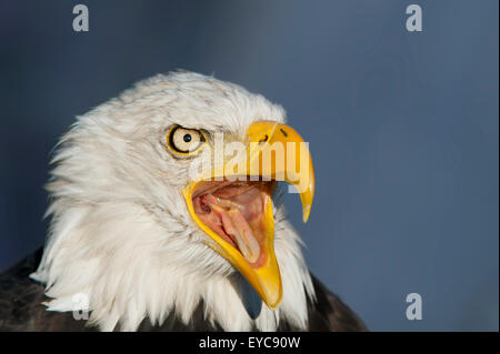 Weißkopf-Seeadler (Haliaeetus Leucocephalus), Männlich, Porträt, in Gefangenschaft, Deutschland Stockfoto
