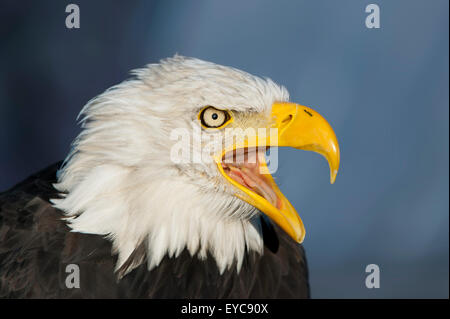 Weißkopf-Seeadler (Haliaeetus Leucocephalus), Männlich, Porträt, in Gefangenschaft, Deutschland Stockfoto