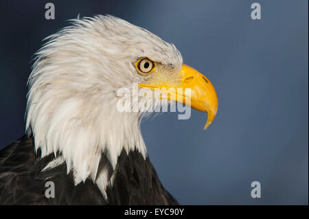 Weißkopf-Seeadler (Haliaeetus Leucocephalus), Männlich, Porträt, in Gefangenschaft, Deutschland Stockfoto