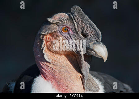 Andenkondor (Vultur Kondor), Männlich, Porträt, in Gefangenschaft, Deutschland Stockfoto