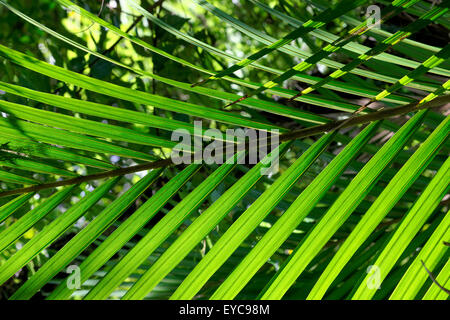 Waitekere Range Park, Auckland, Neuseeland Stockfoto