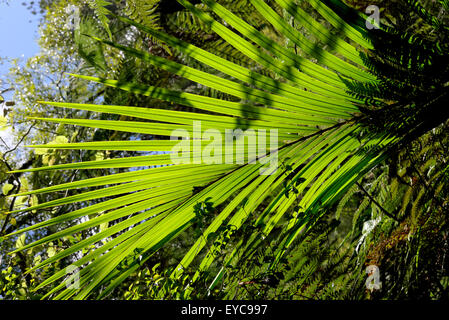 Waitekere Range Park, Auckland, Neuseeland Stockfoto