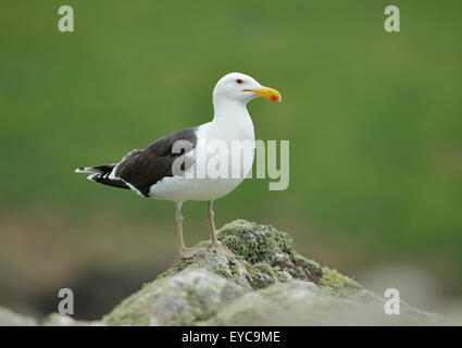 Große Black-backed Gull - Larus Marinus Erwachsenen auf Felsen Stockfoto