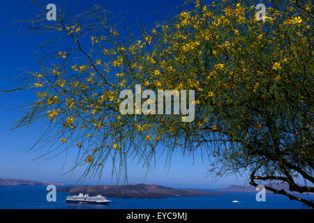 Blühender Strauch, Palo Verde, Parkinsonia, Jerusalem Thorn Parkinsonia Aculeata, Thira Santorini, Cyclades, griechische Inseln, Griechenland Stockfoto