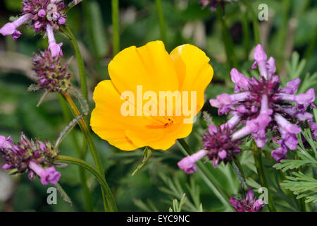 Kalifornischer Mohn - Eschscholzia Californica Bright Orange-gelbe Blume Stockfoto