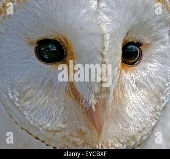 Der Vögel Augen anderen Augen für unterschiedliche Ansichten der Welt. Stockfoto