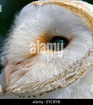 Der Vögel Augen anderen Augen für unterschiedliche Ansichten der Welt. Stockfoto