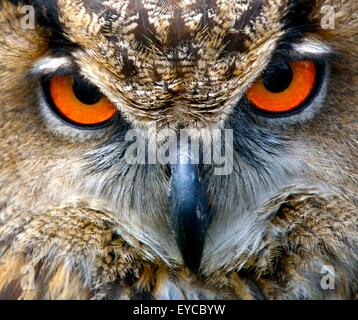 Der Vögel Augen anderen Augen für unterschiedliche Ansichten der Welt. Stockfoto