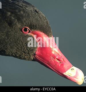 Der Vögel Augen anderen Augen für unterschiedliche Ansichten der Welt. Stockfoto