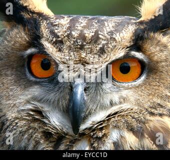 Der Vögel Augen anderen Augen für unterschiedliche Ansichten der Welt. Stockfoto