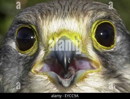 Der Vögel Augen anderen Augen für unterschiedliche Ansichten der Welt. Stockfoto