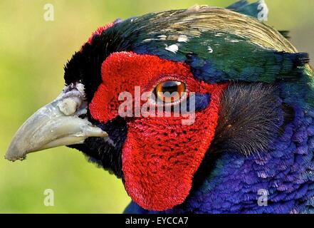 Der Vögel Augen anderen Augen für unterschiedliche Ansichten der Welt. Stockfoto