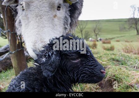 Herdwick Schaf mit Neugeborenen Lämmern, Cumbria, UK Stockfoto