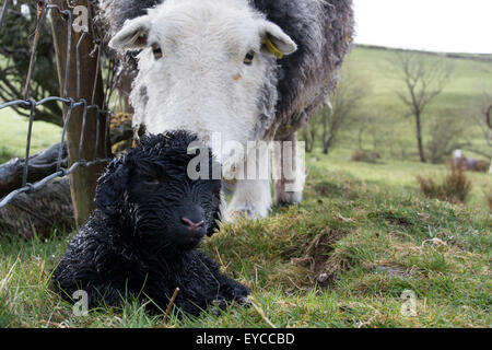 Herdwick Schaf mit Neugeborenen Lämmern, Cumbria, UK Stockfoto