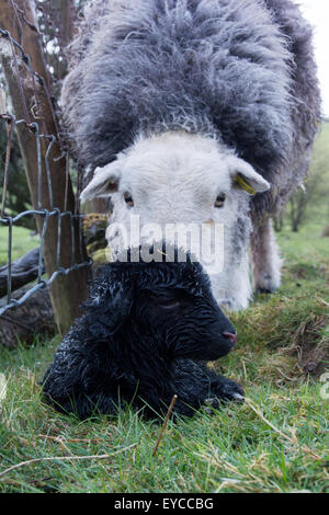 Herdwick Schaf mit Neugeborenen Lämmern, Cumbria, UK Stockfoto